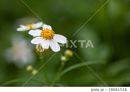 Bidens Pilosa Var. Radiata in garden background. Bidens Pilosa Var. Radiata in garden background. 18681538