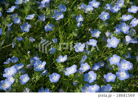 ネモフィラの花畑 ネモフィラの花畑 18681569