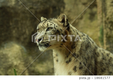 ユキヒョウ 18681577