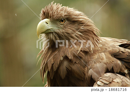 オジロワシ オジロワシ 18681716