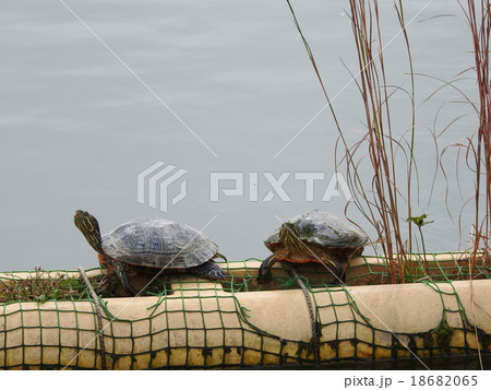 亀 18682065
