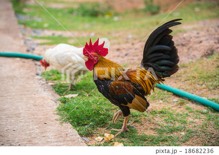 Mouthe rooster 18682236