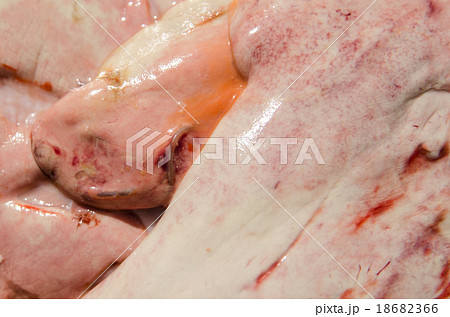 アニサキス アニサキス 18682366