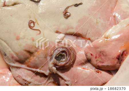 アニサキス 18682370