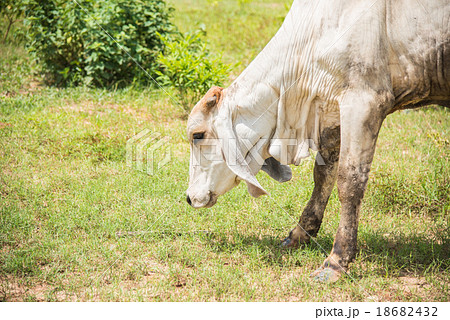 Herd of cows at summer green field in thailand 18682432