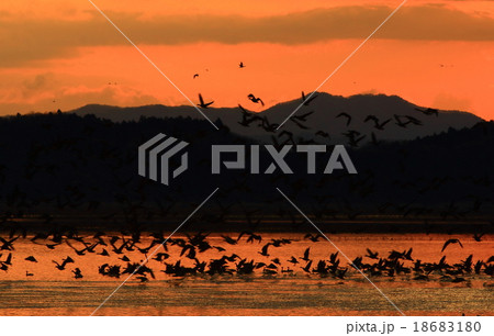 宮城県栗原市 伊豆沼の朝 宮城県栗原市 伊豆沼の朝 18683180