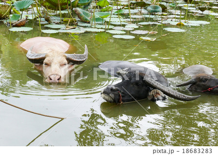 buffalo in the water lily pond buffalo in the water lily pond 18683283