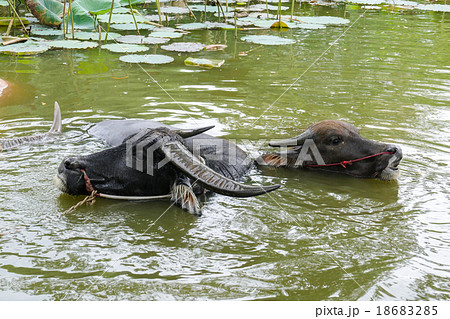 buffalo in the water lily pond 18683285