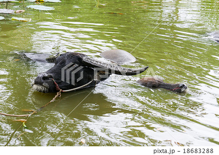 black buffalo in the pond 18683288