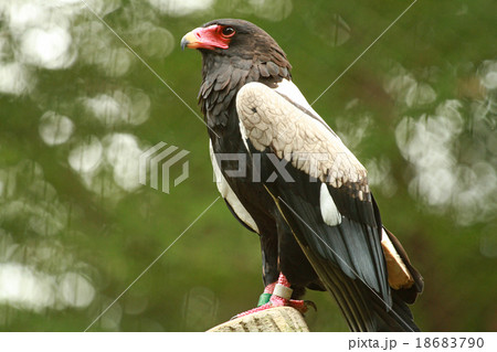 ダルマワシ 18683790