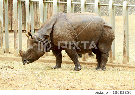 インドサイ 18683856