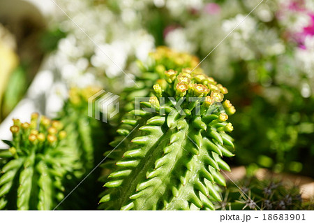 ユーフォルビア スザンナエの花の写真素材