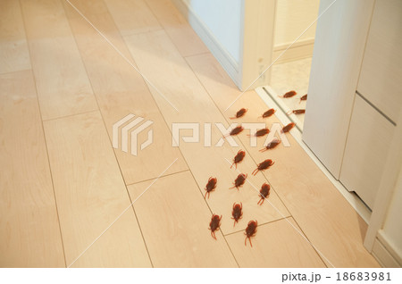 ゴキブリ 18683981