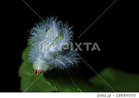 Gypsy Moth 18684050