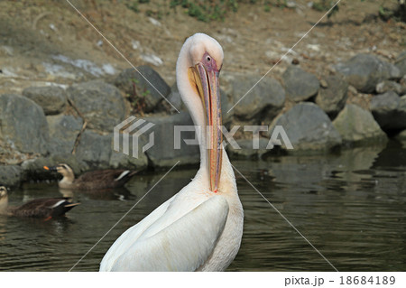 ペリカン 18684189