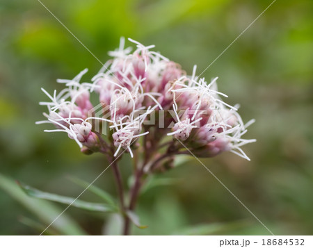 野の花の沢鵯 野の花の沢鵯 18684532