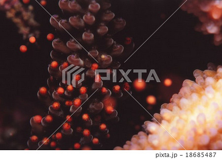 サンゴの産卵 18685487