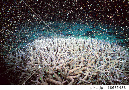 サンゴの一斉産卵 サンゴの一斉産卵 18685488