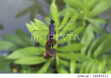 blue dragonfly blue dragonfly 18685617