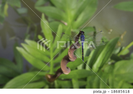 blue dragonfly blue dragonfly 18685618