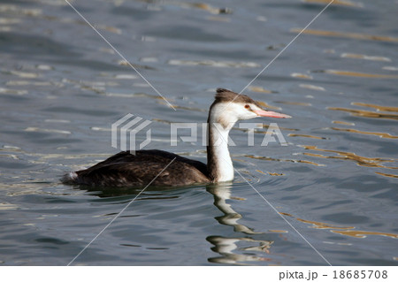 カンムリカイツブリ カンムリカイツブリ 18685708