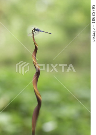 blue dragonfly 18685795