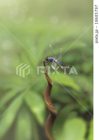 blue dragonfly 18685797