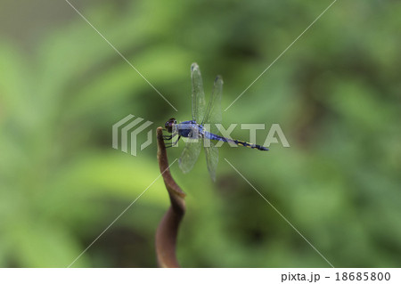 blue dragonfly blue dragonfly 18685800