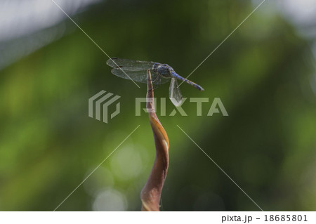 blue dragonfly blue dragonfly 18685801