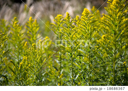 セイタカアワダチソウ 18686367