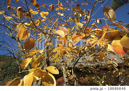 柿のなる風景 柿のなる風景 18686646