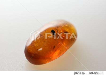 虫入り琥珀 虫入り琥珀 18688699