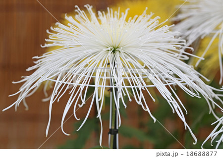 玉穂清流 18688877