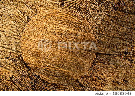 Cross section of the tree trunk Cross section of the tree trunk 18688943
