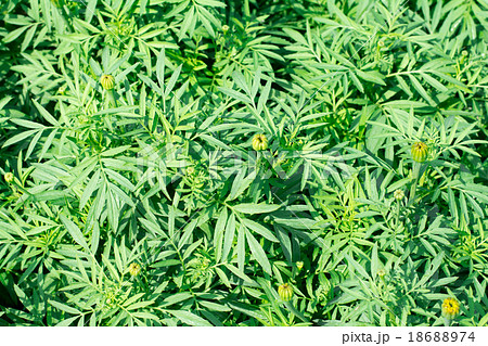 Lush landscaped garden 18688974