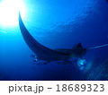 石垣島のマンタ 18689323