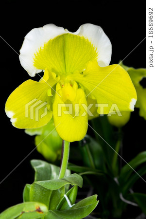 Paphiopedilum Orchid 18689692