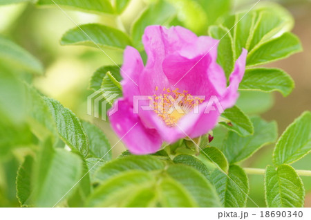 ハマナスの花 18690340