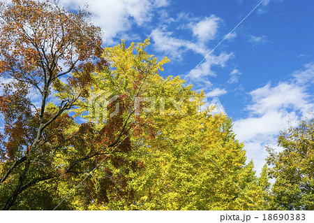 紅葉と黄葉 紅葉と黄葉 18690383