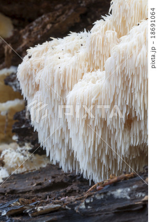 Rare Lion's Mane Mushroom (Hericium erinaceus) Rare Lion's Mane Mushroom (Hericium erinaceus) 18691064