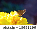 黄色い花の蜜を吸うチャバネセセリ 18691196