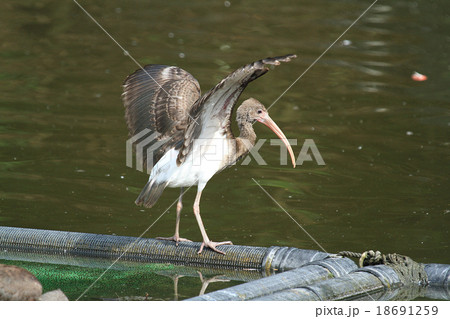 ショウジョウトキ（幼鳥） 18691259