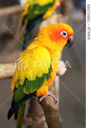 Yellow parrot Yellow parrot 18691268