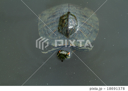 アカミミガメ（ミドリガメ） 18691378