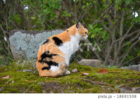 三毛猫 18691508