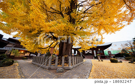飛騨国分寺の大イチョウ 飛騨国分寺の大イチョウ 18692247