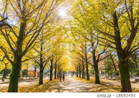 【東京都】光が丘公園のイチョウ並木 【東京都】光が丘公園のイチョウ並木 18692493