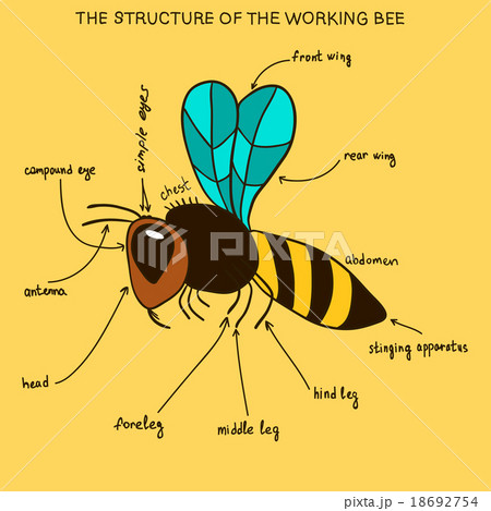 The structure of the working bee (doodle) The structure of the working bee (doodle) 18692754