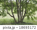 ハゼ 18693172