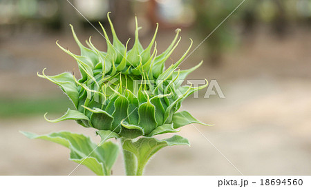 Close-up of the green bud of a sunflower. 18694560